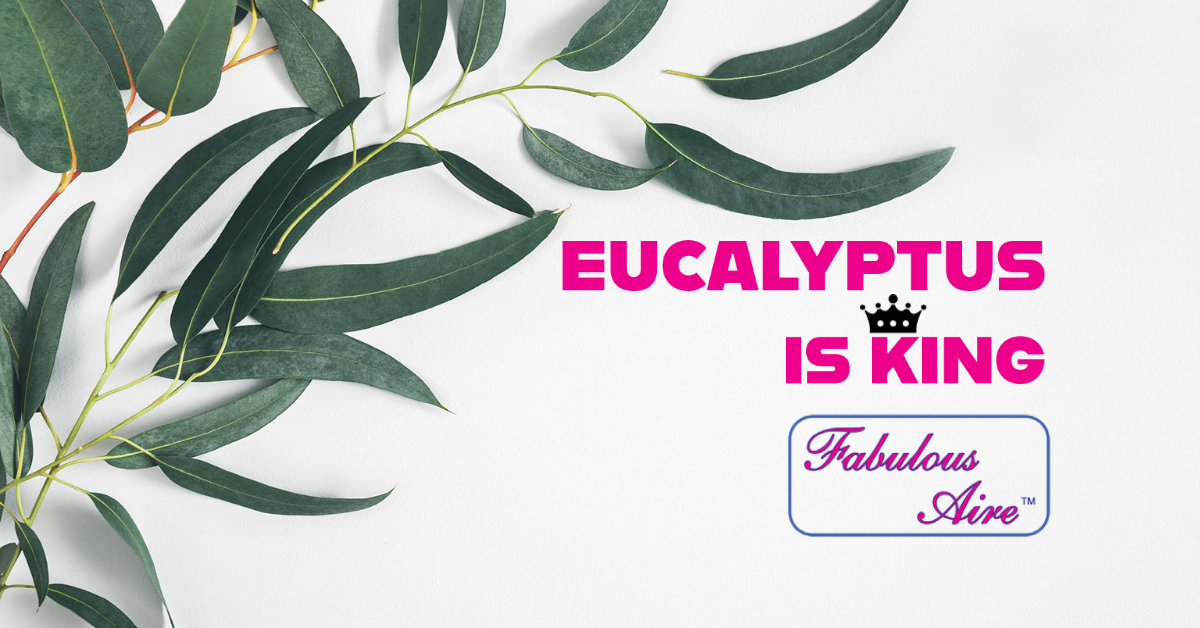 Fabulous Aire Eucalyptus is King!